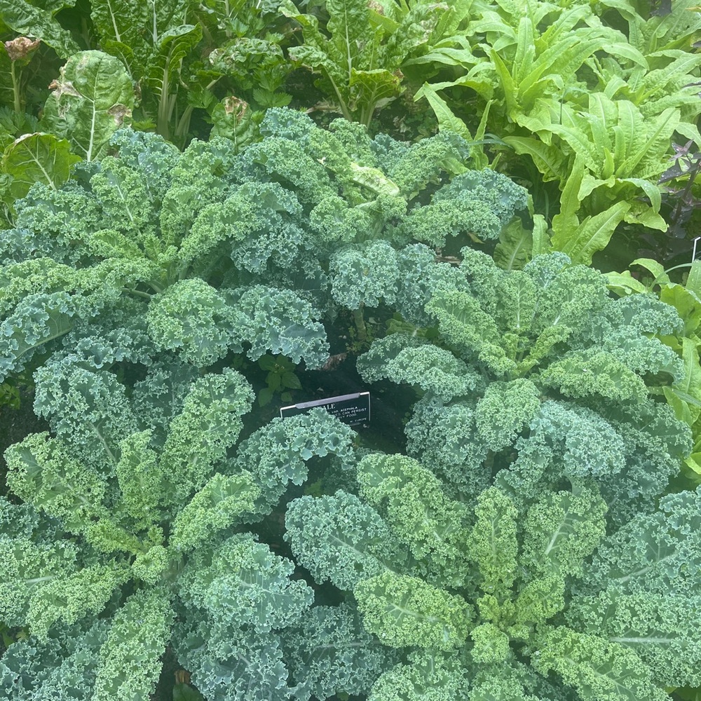 BUNDLE - for @bettyc